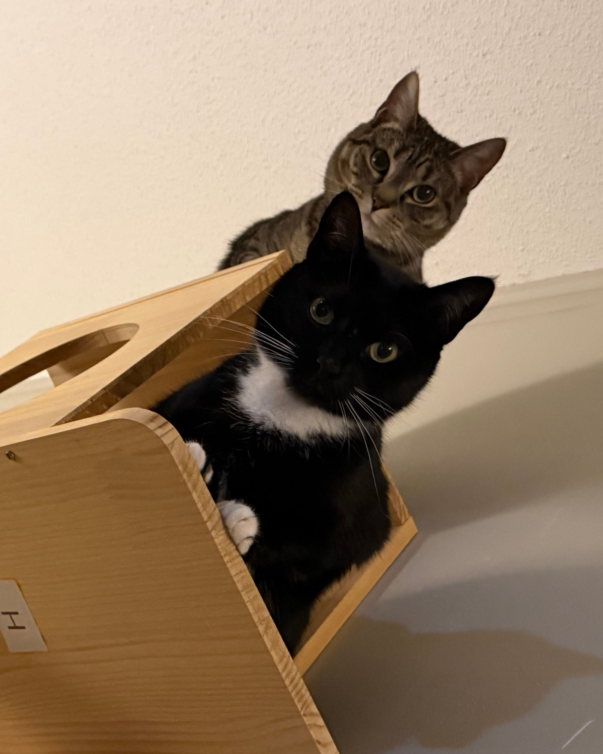 Beth's two cats perched in their cat tree